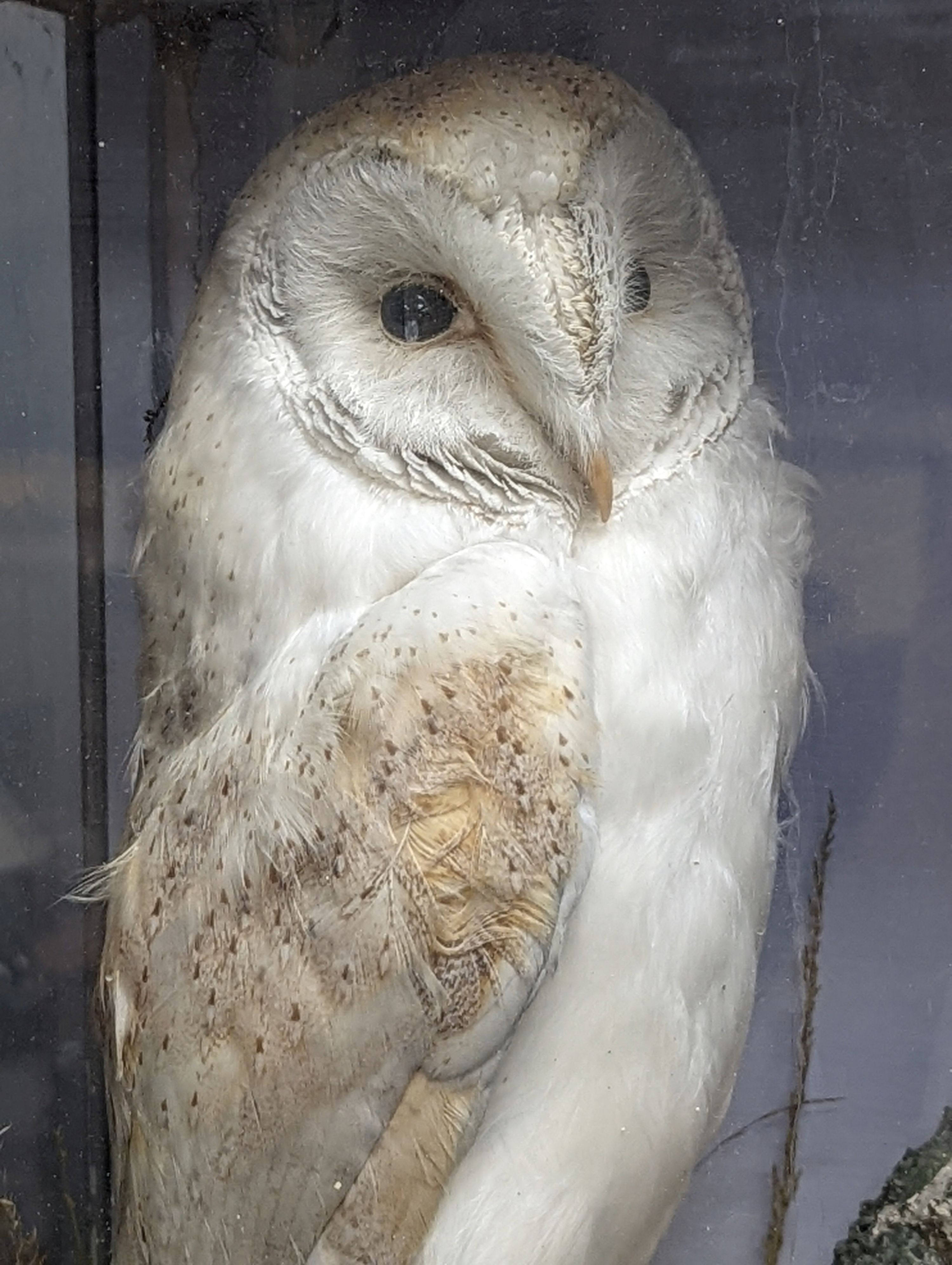 Taxidermic barn and tawny owls in glazed case 55cm